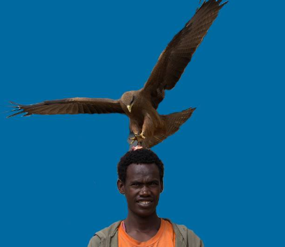 Kite Feeding — Harar