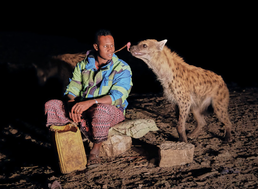 Hyena Feeding — Harar